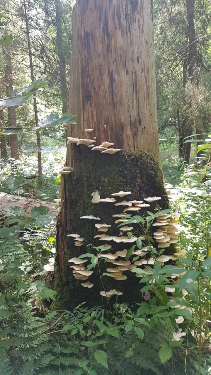 	14 3 Tage auf dem Schluchtensteig im Südschwarzwald